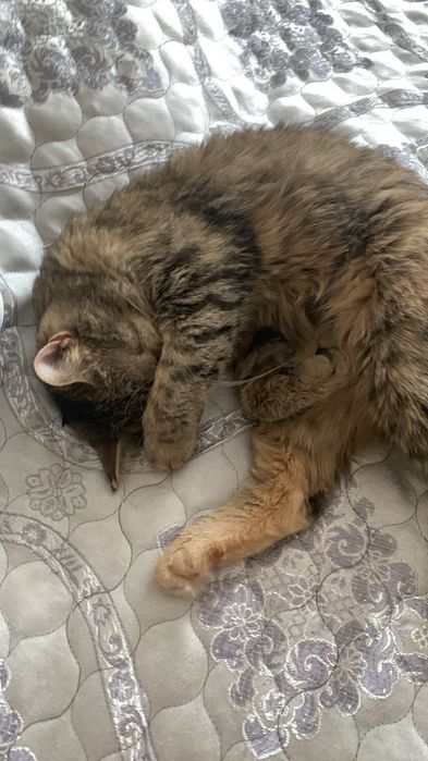 Отдам кошечку в хорошие руки