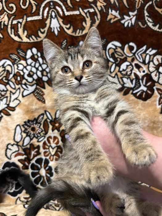 Отдам котят в добрые руки.