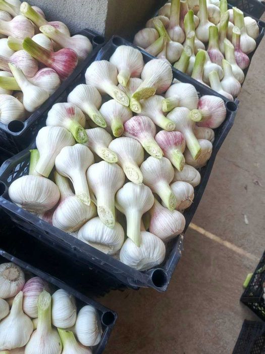 Jalaquduq tumani bo'ylab sarimsoq piyoz yetkazib berish