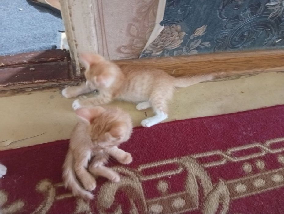 Mushuk bolasi bor
