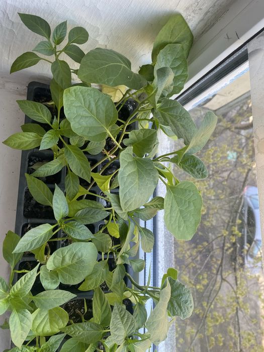 Продам рассаду, саженцы!