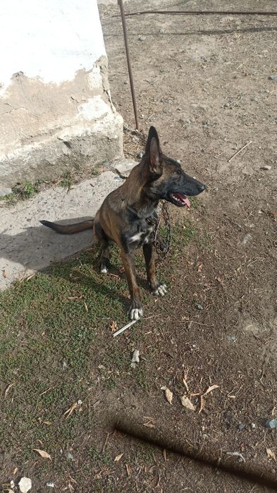 Бельгийский овчарка