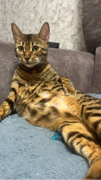 Бенгальские котята