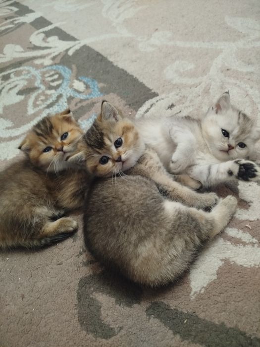 Золотые шиншиллы котята