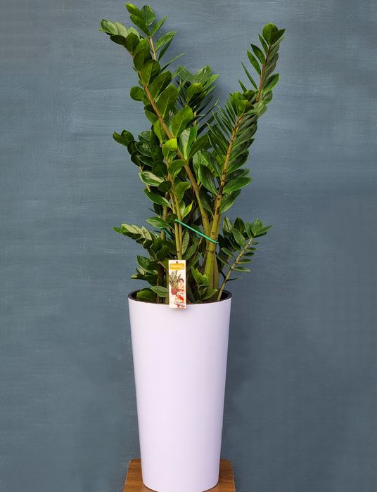 Замиокулькас для офиса и дома Комнатные, Растения, Гуллар, Цветы