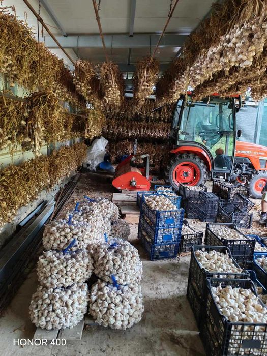 Продавам български, зимен, нелют чесън. Собствено производство.