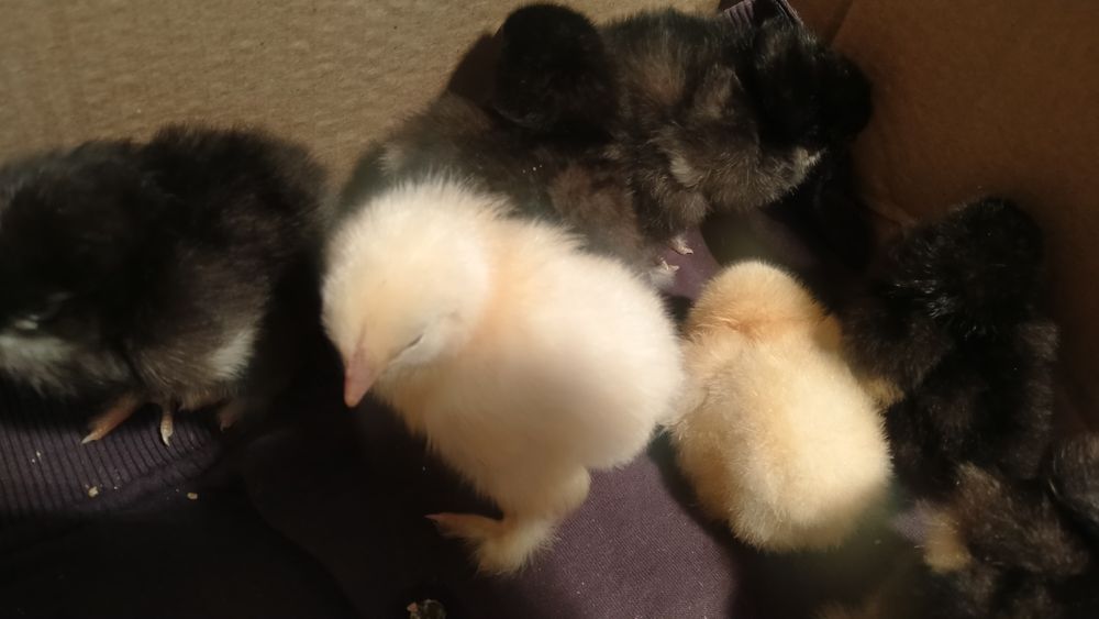 Продам цыплят брама