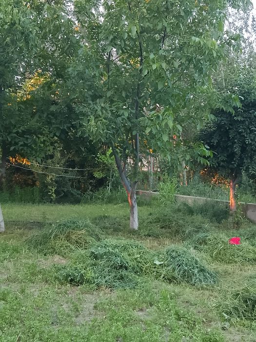 Участок сотилади 7 сотих