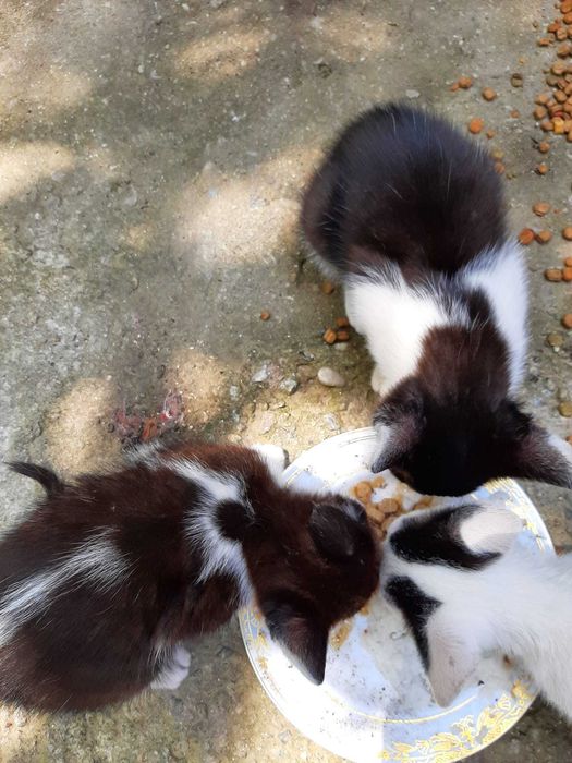 Ofer spre adoptie 4 motanei de 2 luni