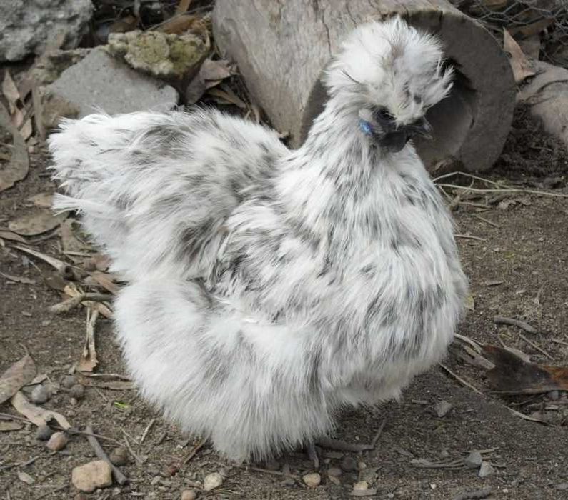 Gaini de matase japoneza