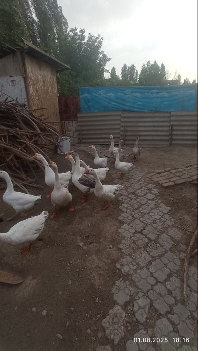 Продаю гусиный жир от ожогов