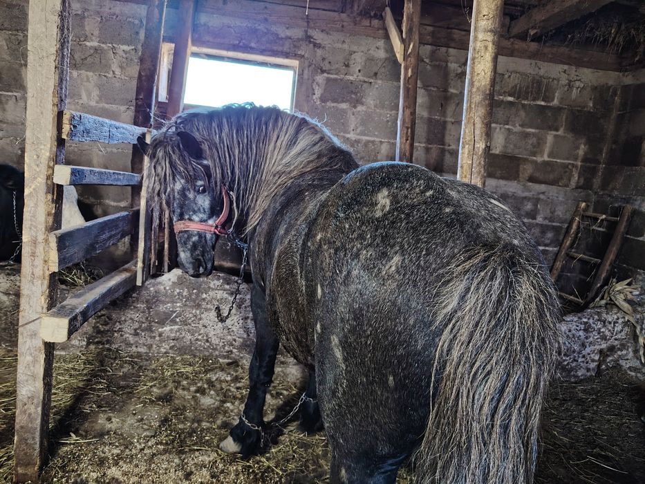 Vand mânz 3 ani jumate