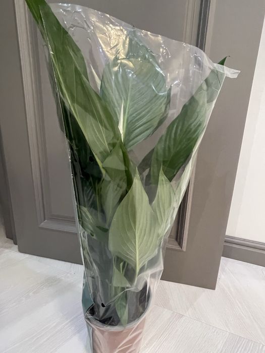 Женское счасть продам