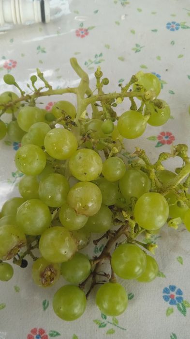 Продам 2 дома на участке 10 соток