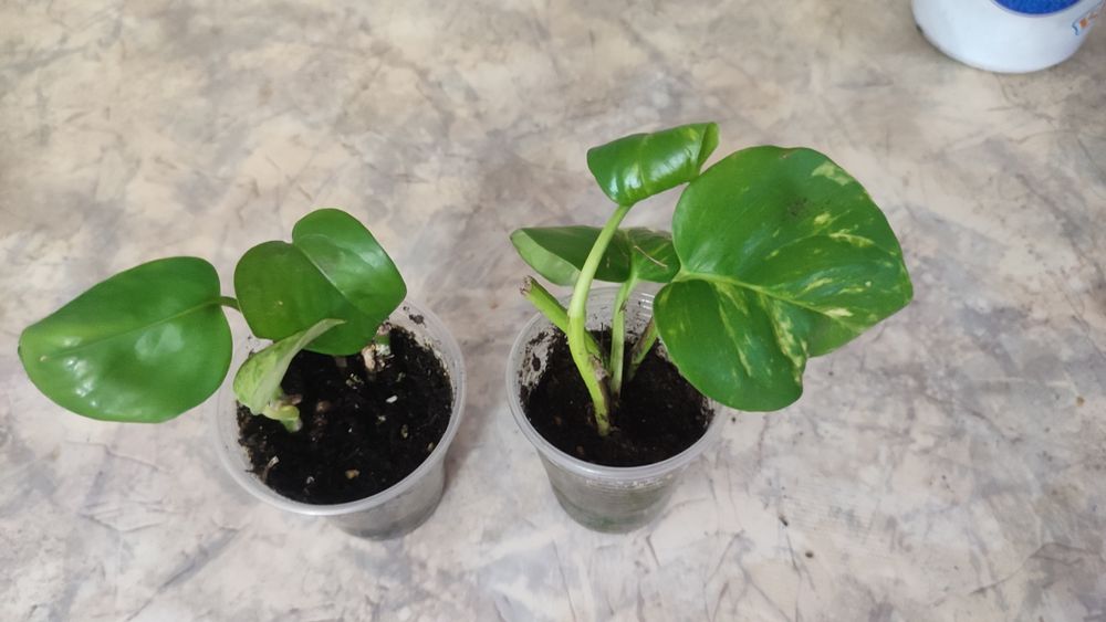 Эпипремнум Хэппи Лиф