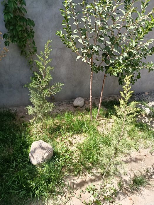 Уборка територи сад