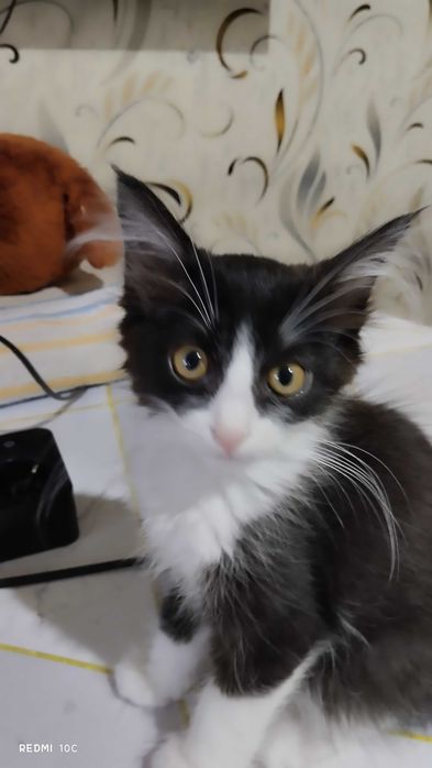 Котенок бесплатно