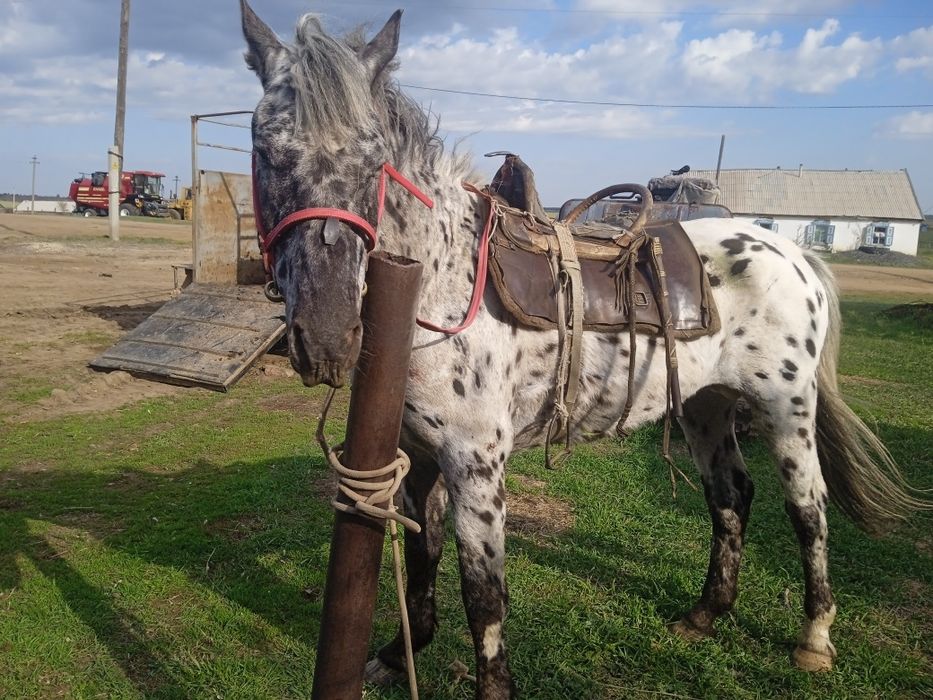 Жеребец продается