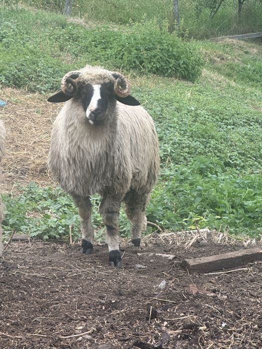Vand berbecut varsta 6 luni din parinti de calitate