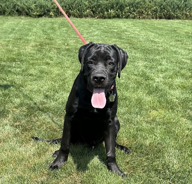 Cane Corso Italiano