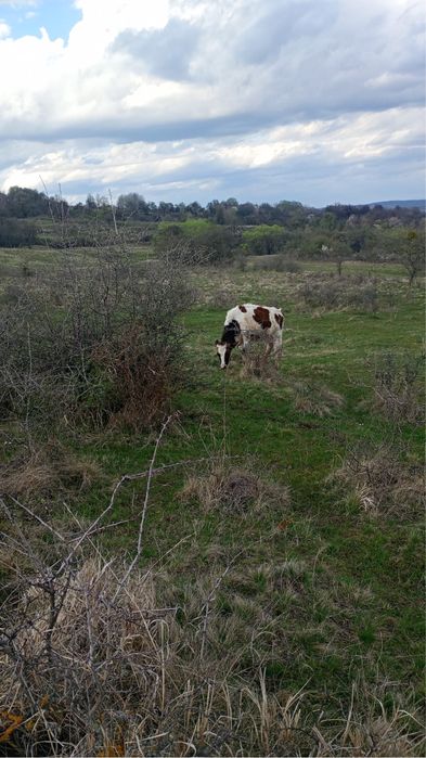 Vand vitea de 10 luni