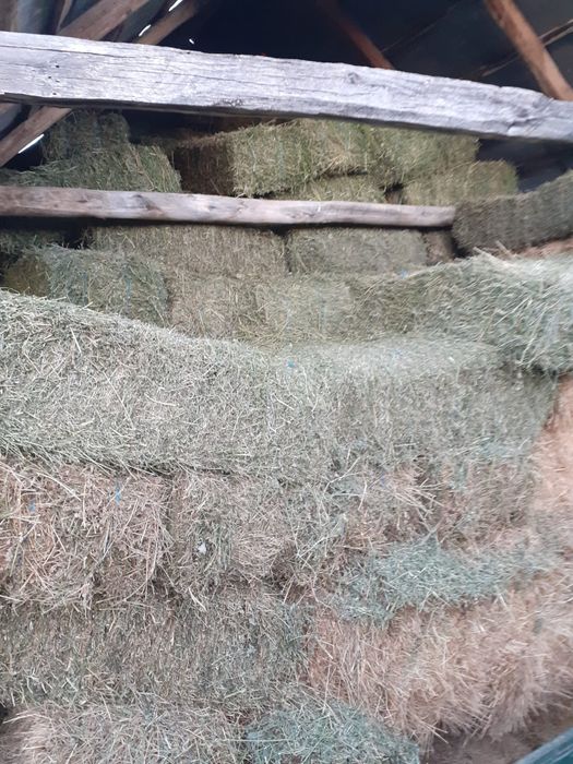 Vand baloți lucernă