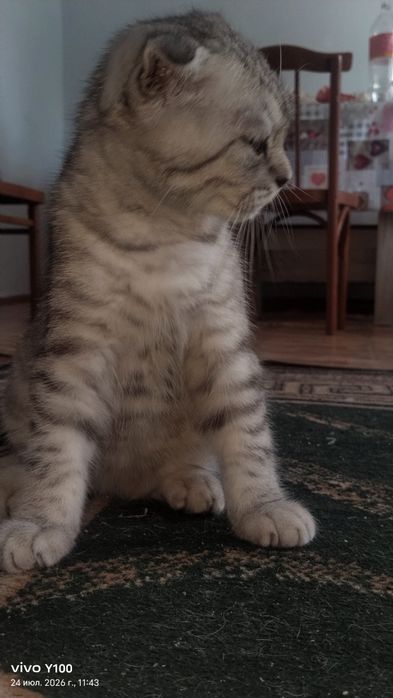 Котёнок шатланский