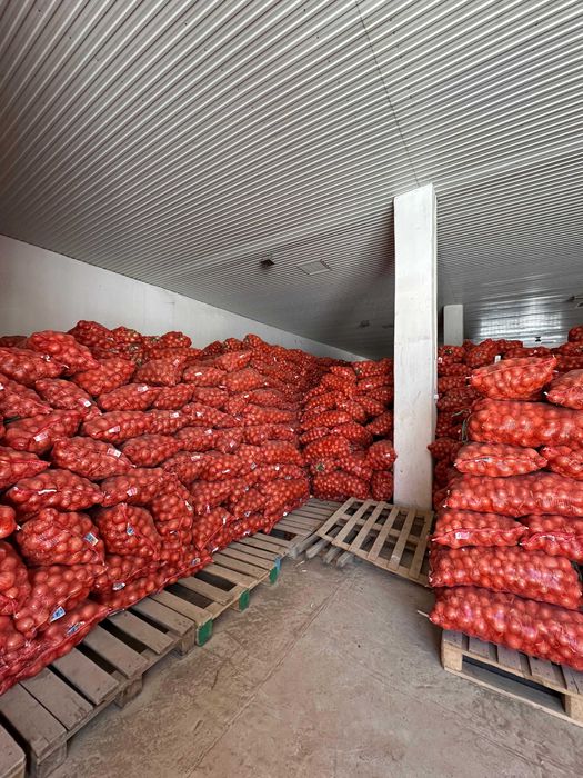 Репчатый лук сорта "Манас"