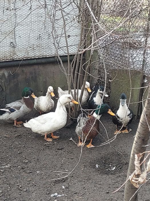 Vînd rațe și rățoi