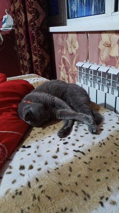 Скотиш страйт киз 2 йош сотилади