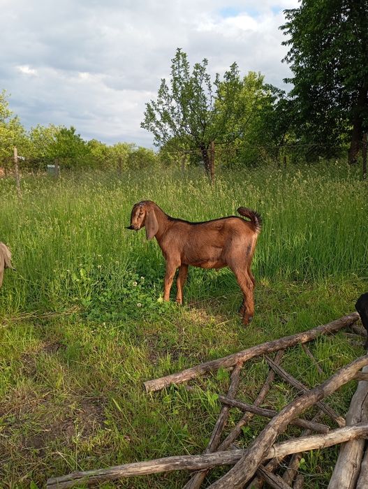 Vând tapic anglonubian rasa pura