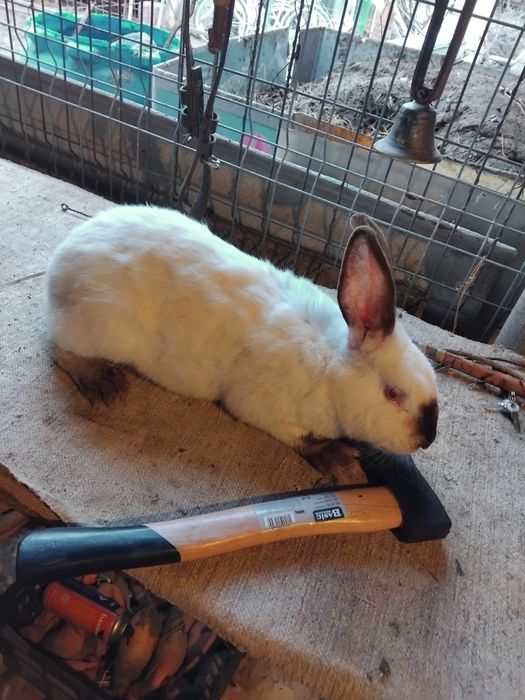 De vânzare o de  iepuri