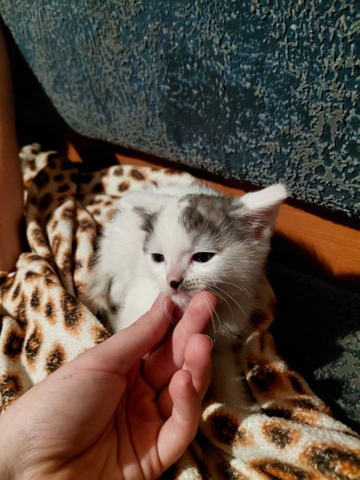 Котята девочки в добрые руки