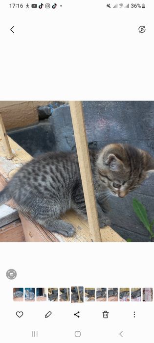 Котята шотландские