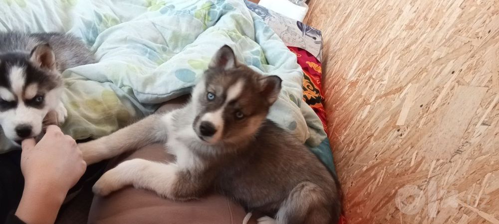 Хаски в продаже красивая ухоженная