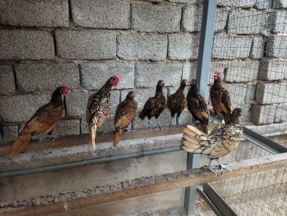 Карликовые куры Сибрайт