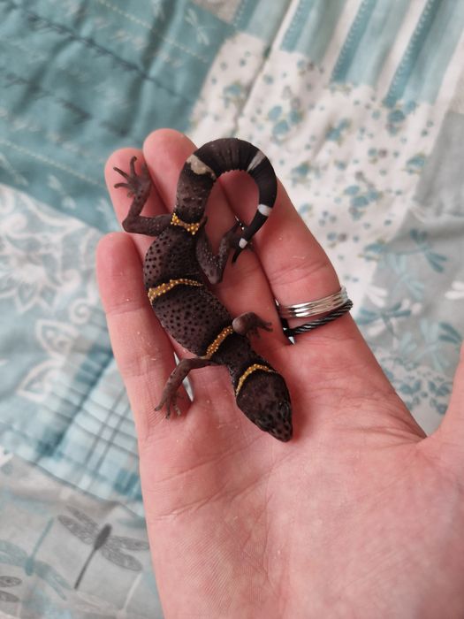 Vand cave gecko, U.milli