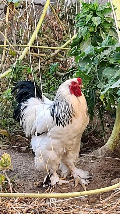 GIGANT SVETLI BRAMA xo‘rozla sotiladi