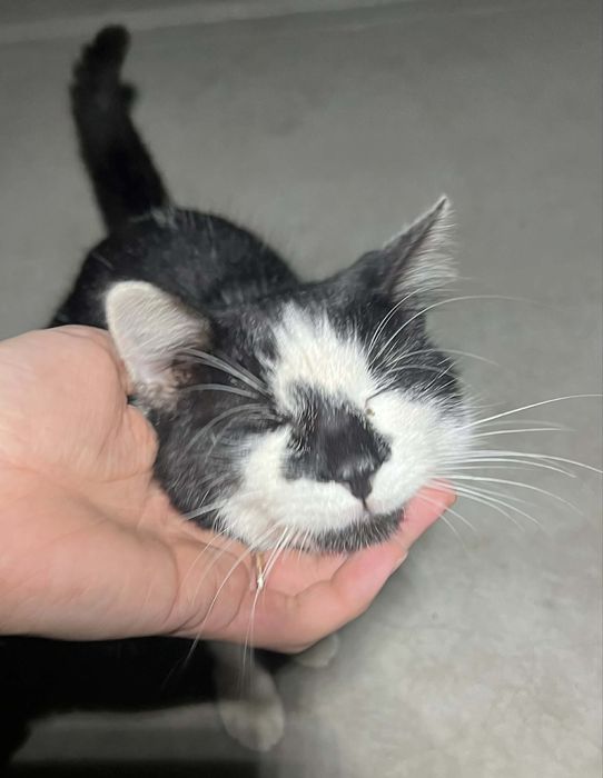 pisici de adoptat, 2 motani