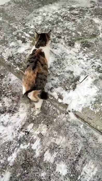 Кошкам нужен дом! Срочно!