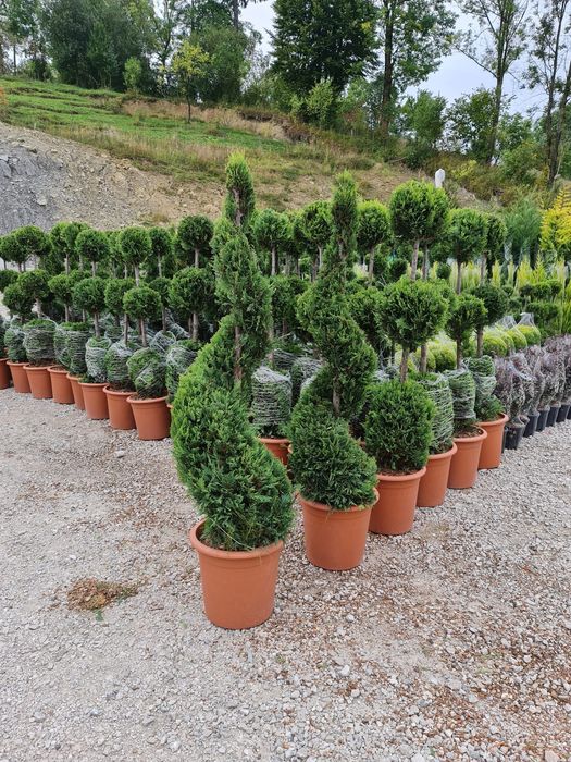 Plante ornamentale și rulou de gazon.