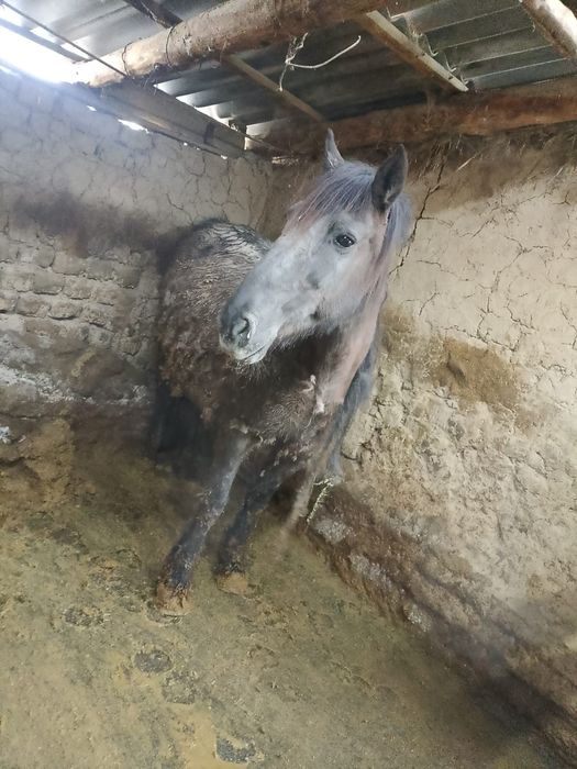 Жылкы еты Конина