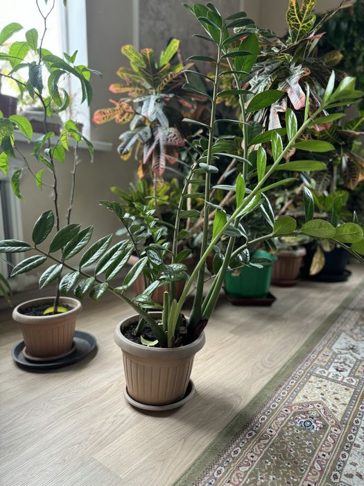 Растения для офиса и дома