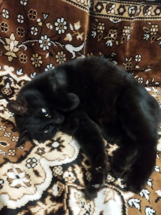 Срочно, отдам кошечку