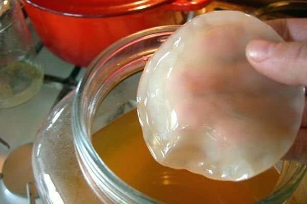 Kombucha (SCOBY / Чайный гриб / choy qo'ziqorini)