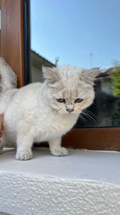 Point chinchilla shinshilla sotiladi