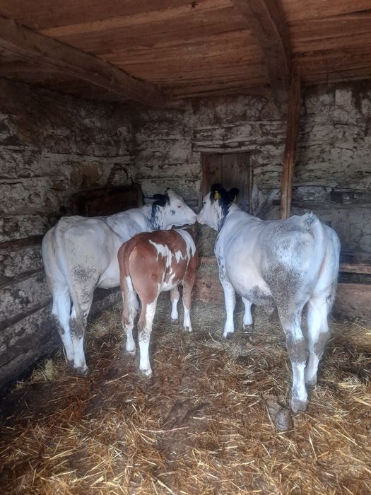 Vând 2 vitele belgiene și Taur baltat
