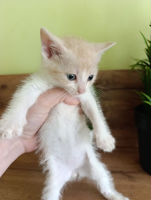 Сладки малки котенца