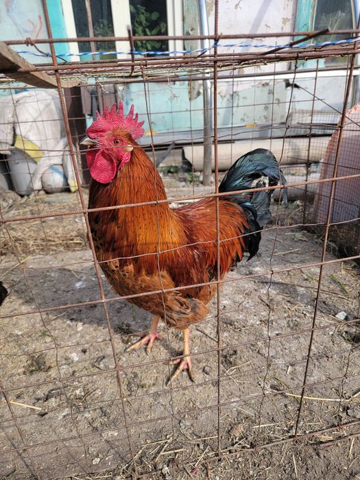 Продаём петуха Ломан Браун