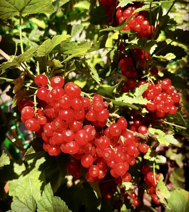 Садовые цветы в продаже